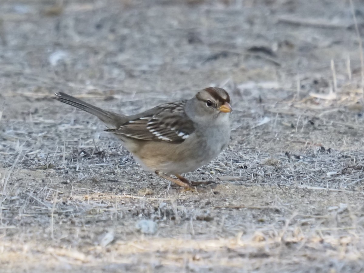White-crowned Sparrow (Gambel's) - ML644790634