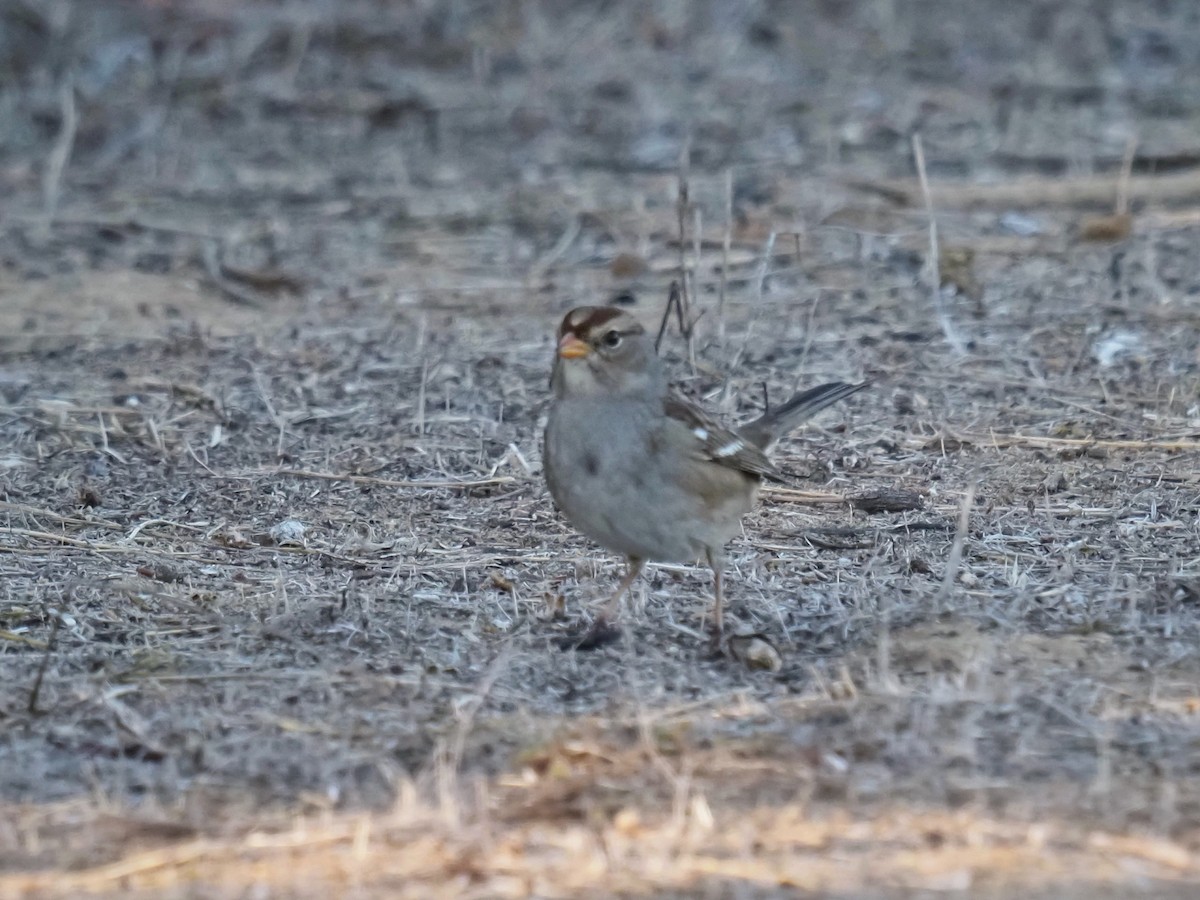White-crowned Sparrow (Gambel's) - ML644790635