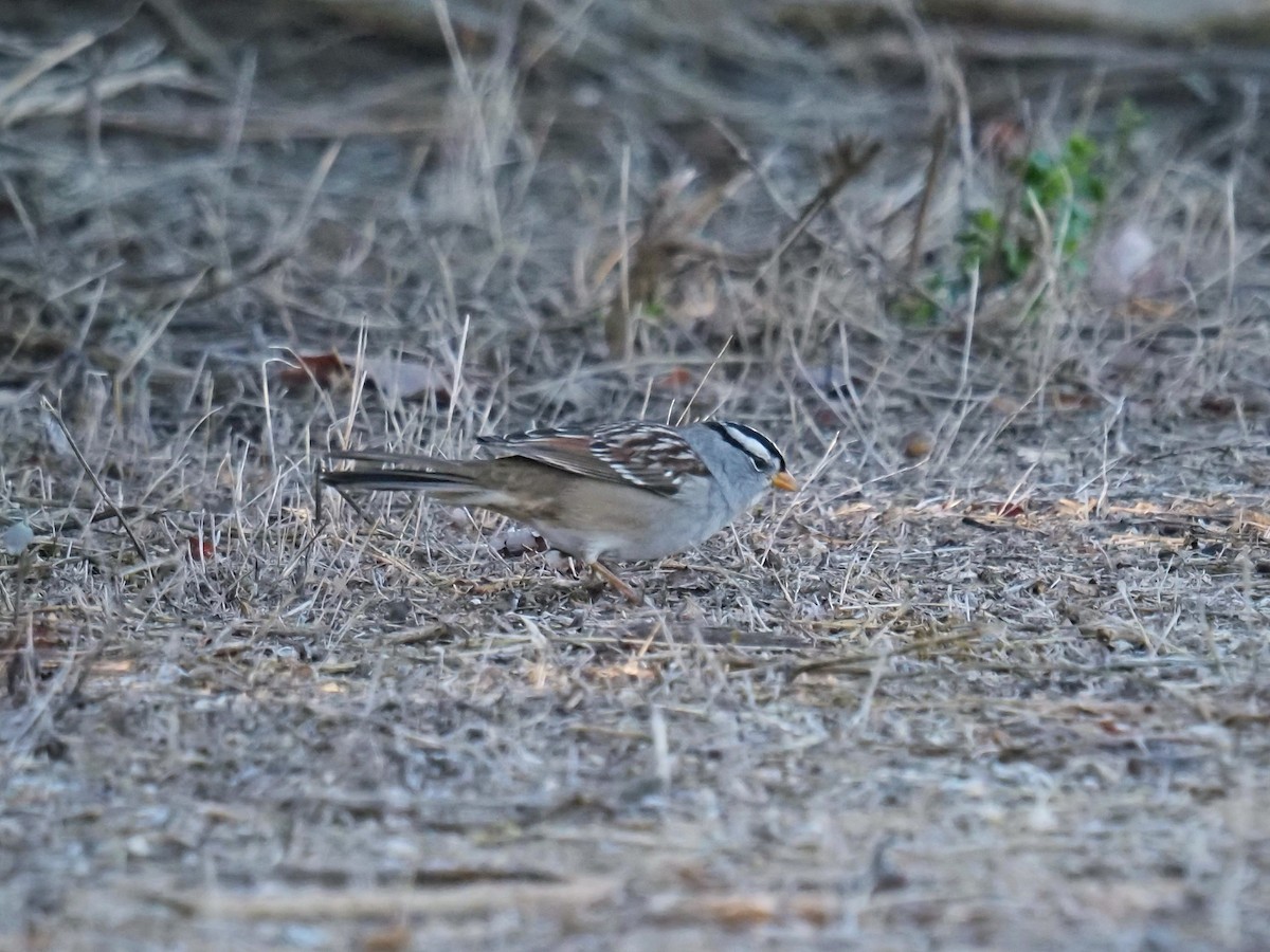 White-crowned Sparrow (Gambel's) - ML644790636