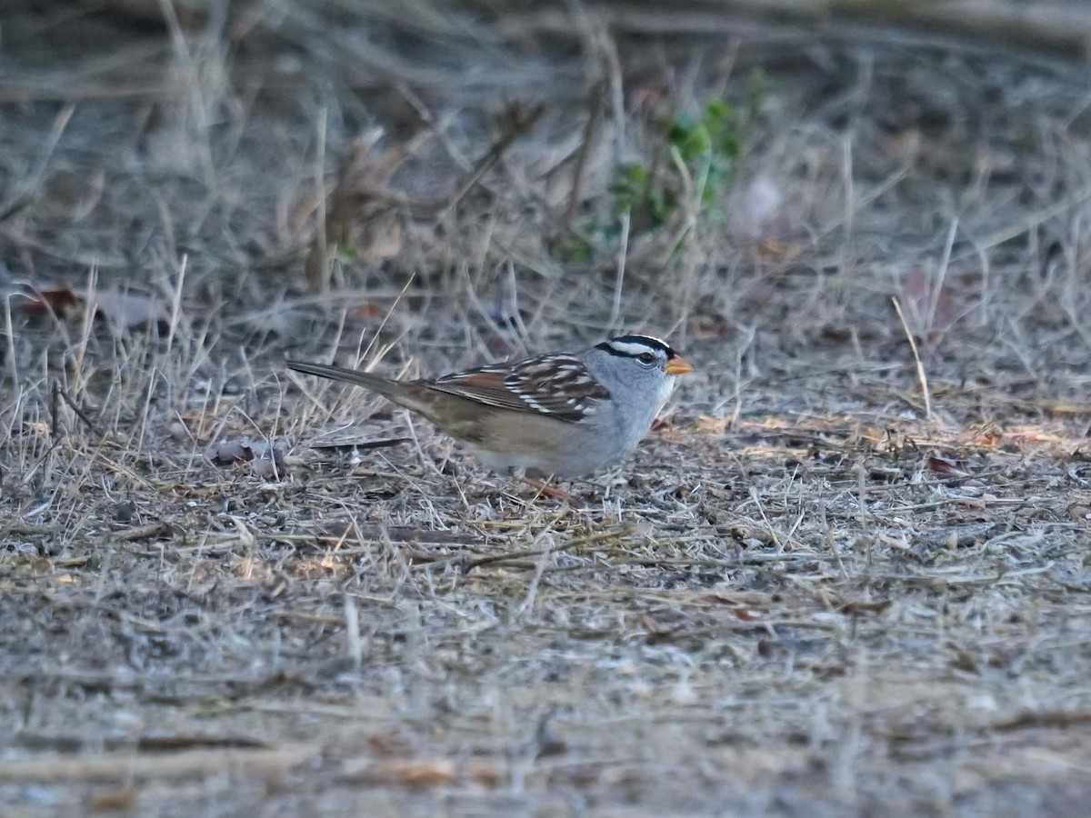 White-crowned Sparrow (Gambel's) - ML644790637