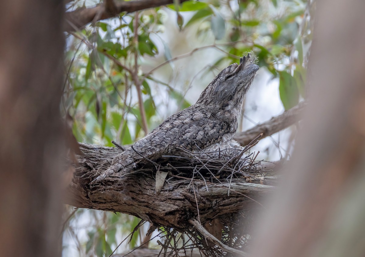 Tawny Frogmouth - ML644790682