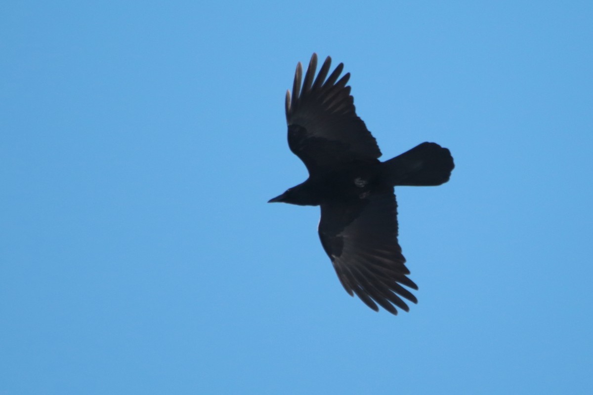 Erroi handia - ML644790683