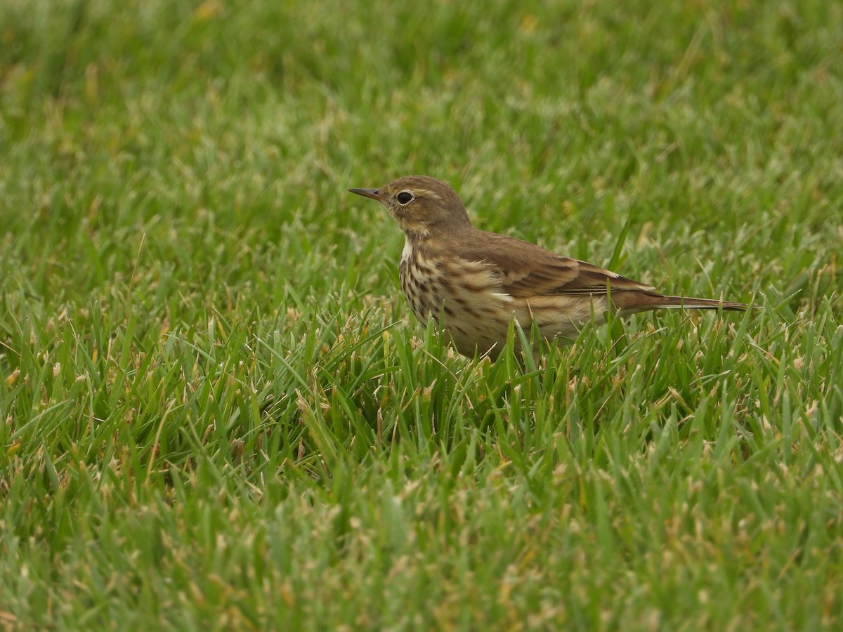 linduška tundrová - ML644790693