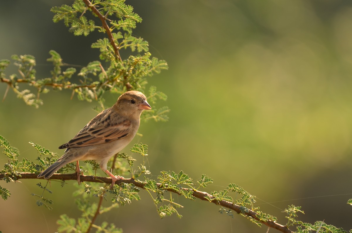 家麻雀 - ML644790700