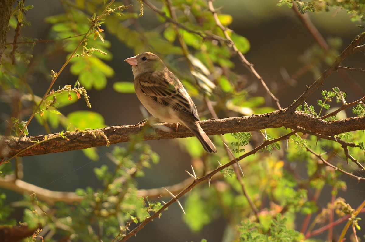 家麻雀 - ML644790701