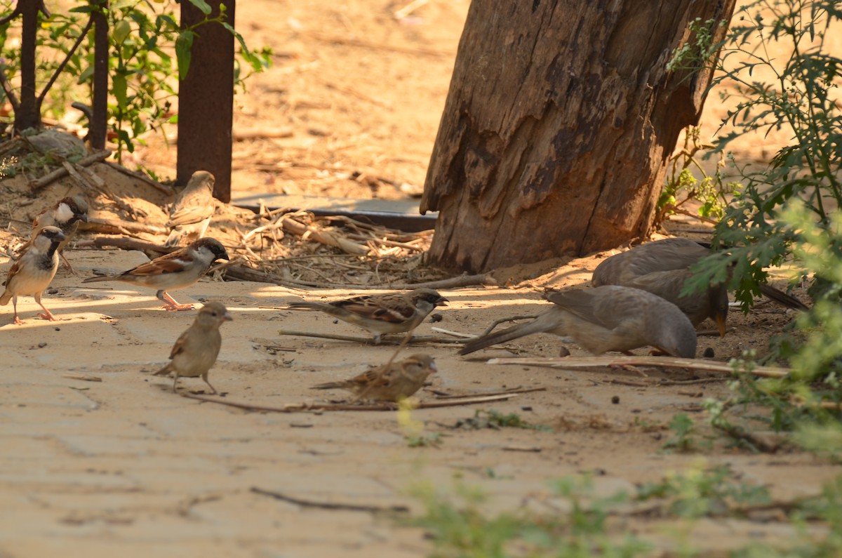 家麻雀 - ML644790702