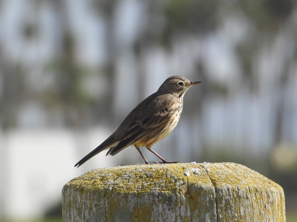 linduška tundrová - ML644790705