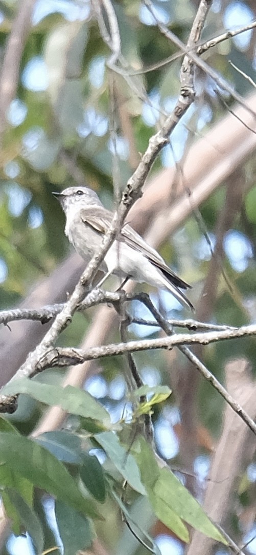 Miro enchanteur - ML644790706