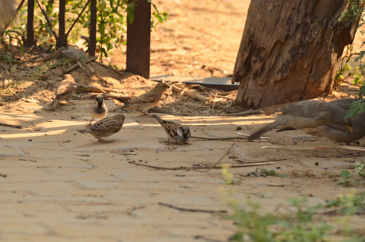 家麻雀 - ML644790714