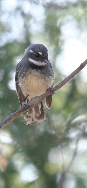 Willie-wagtail - ML644790717