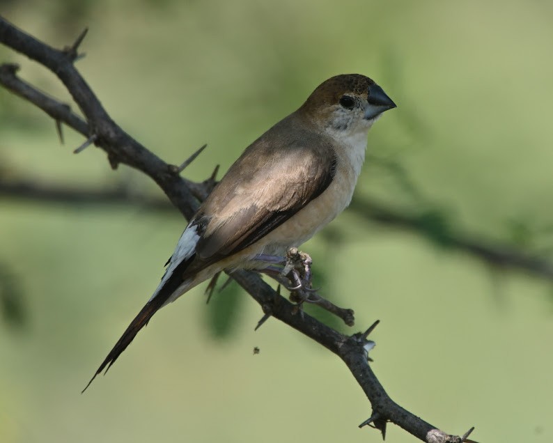 Indian Silverbill - ML644790719