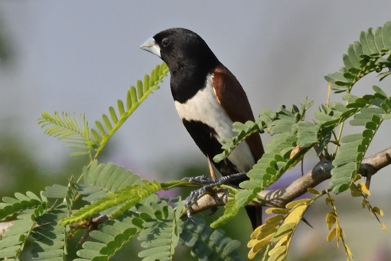 Tricolored Munia - ML644790721