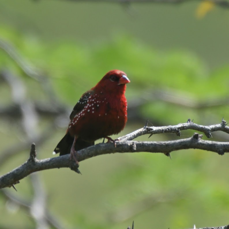 Red Avadavat - ML644790722