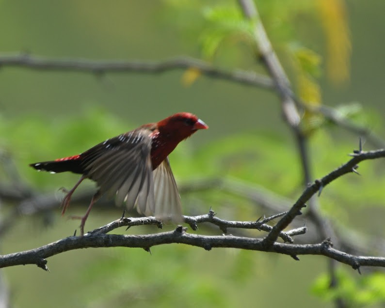 Red Avadavat - ML644790723