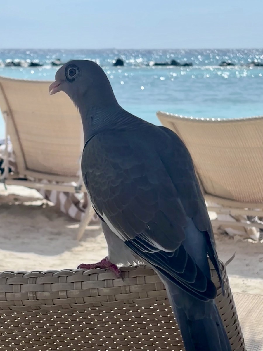 Bare-eyed Pigeon - ML644790724
