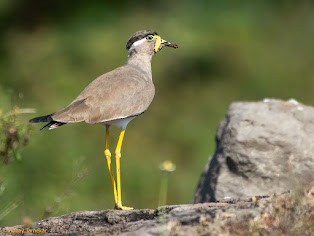 Yellow-wattled Lapwing - ML644790725