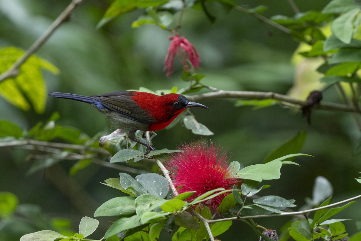 Karmesinnektarvogel - ML644790728