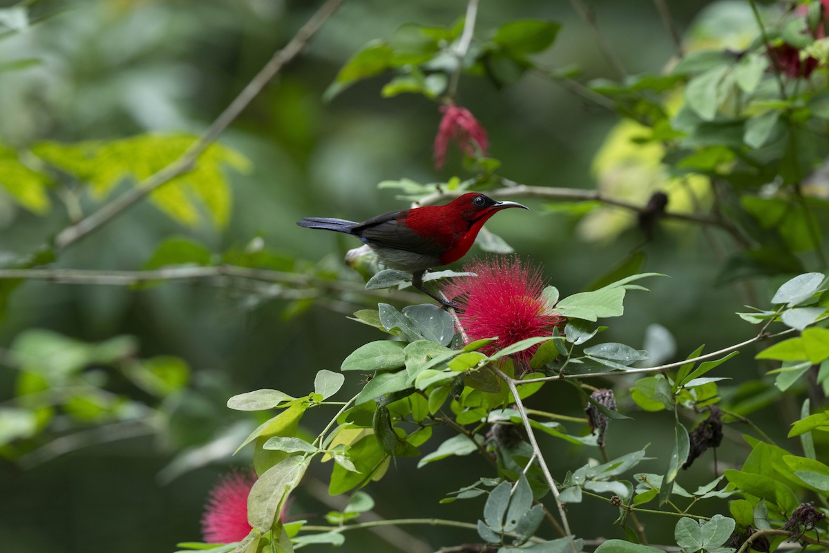 Karmesinnektarvogel - ML644790729