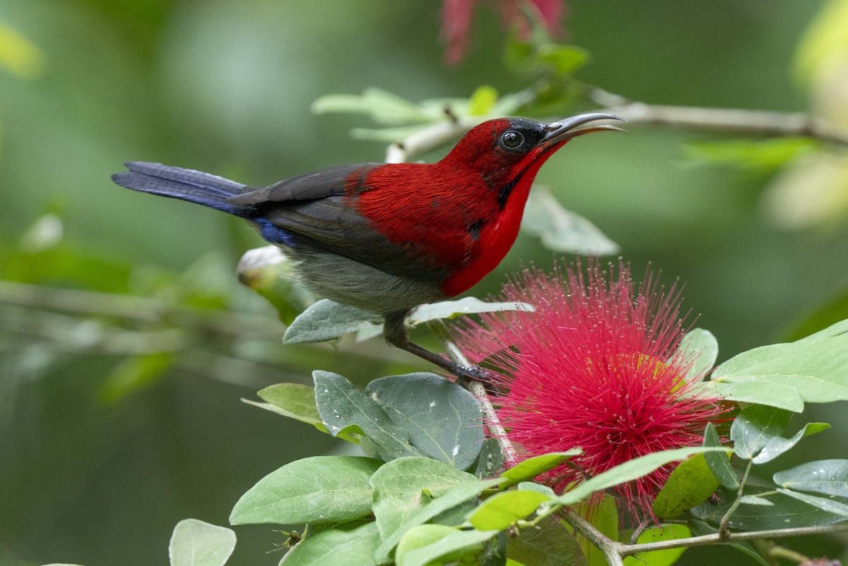 Karmesinnektarvogel - ML644790730