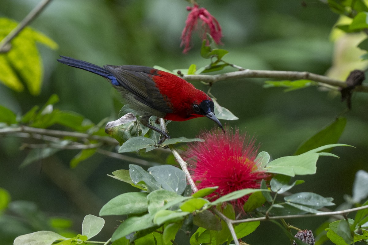 Karmesinnektarvogel - ML644790731