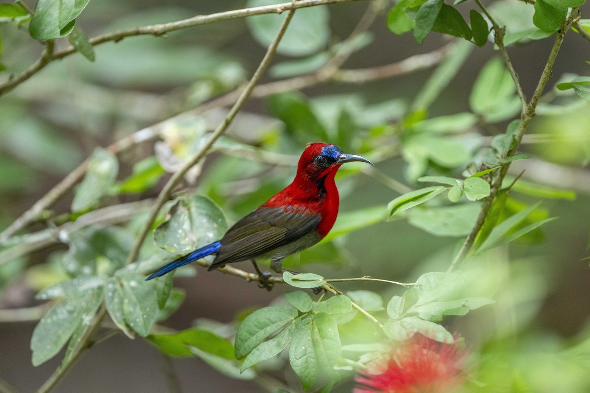 Karmesinnektarvogel - ML644790732