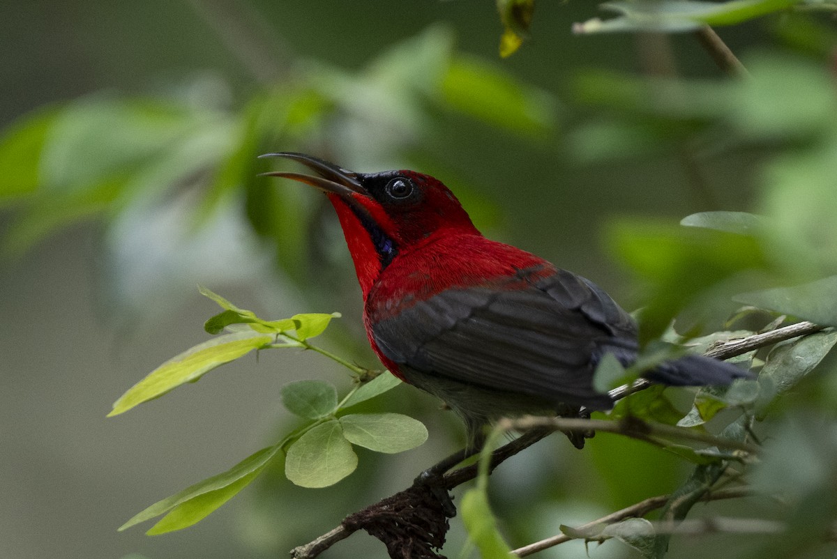 Karmesinnektarvogel - ML644790733