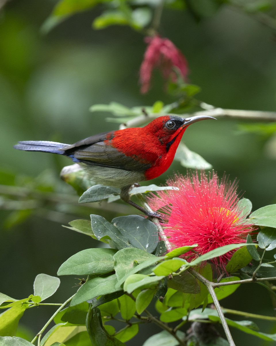 Karmesinnektarvogel - ML644790734