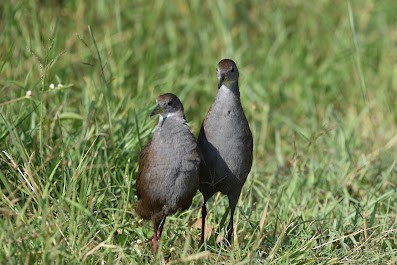 Brown Crake - ML644790735