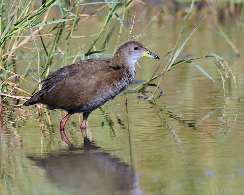 Brown Crake - ML644790736