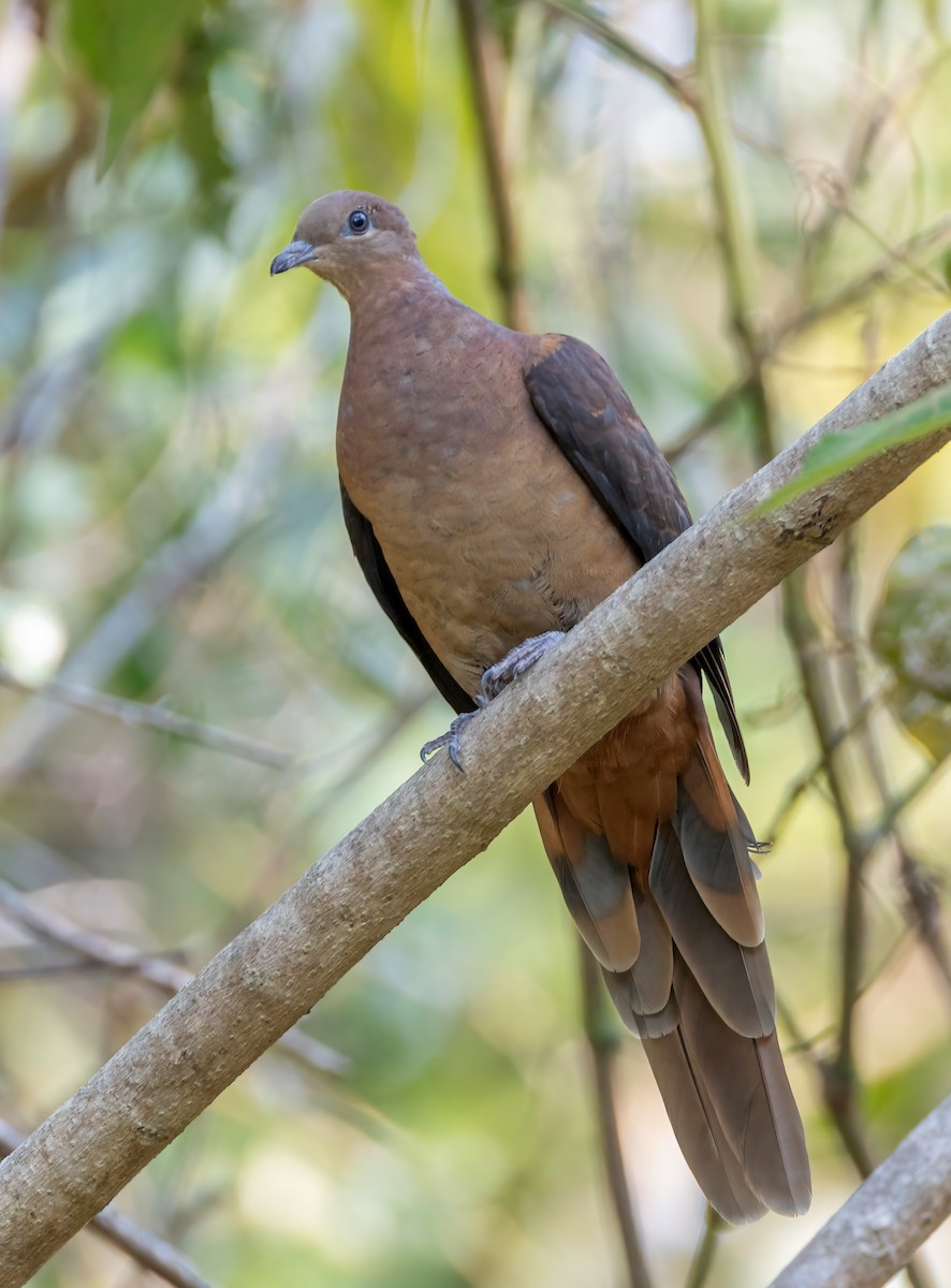 kanelgjøkdue - ML644790737