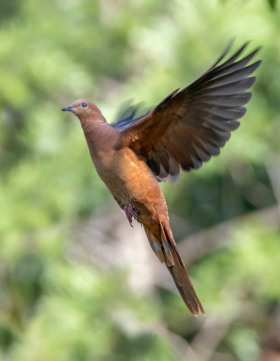 kanelgjøkdue - ML644790738