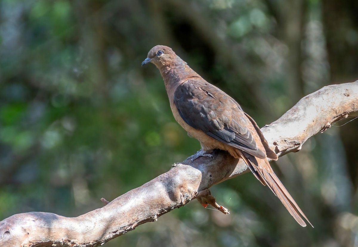 kanelgjøkdue - ML644790739