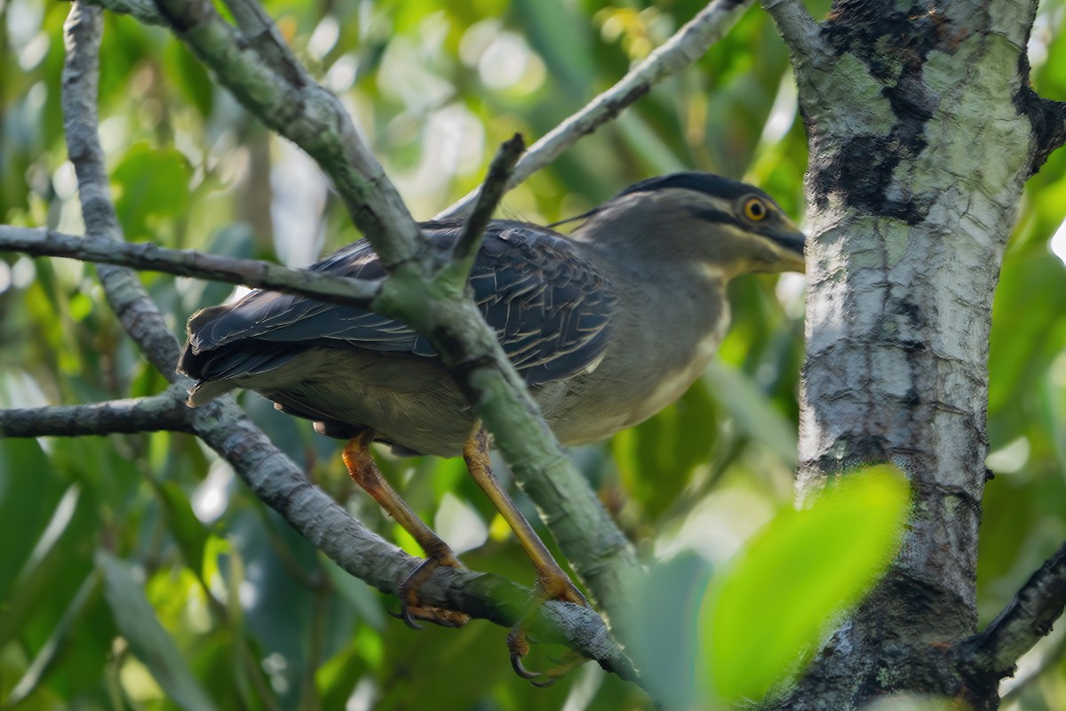 Little Heron - ML644790740