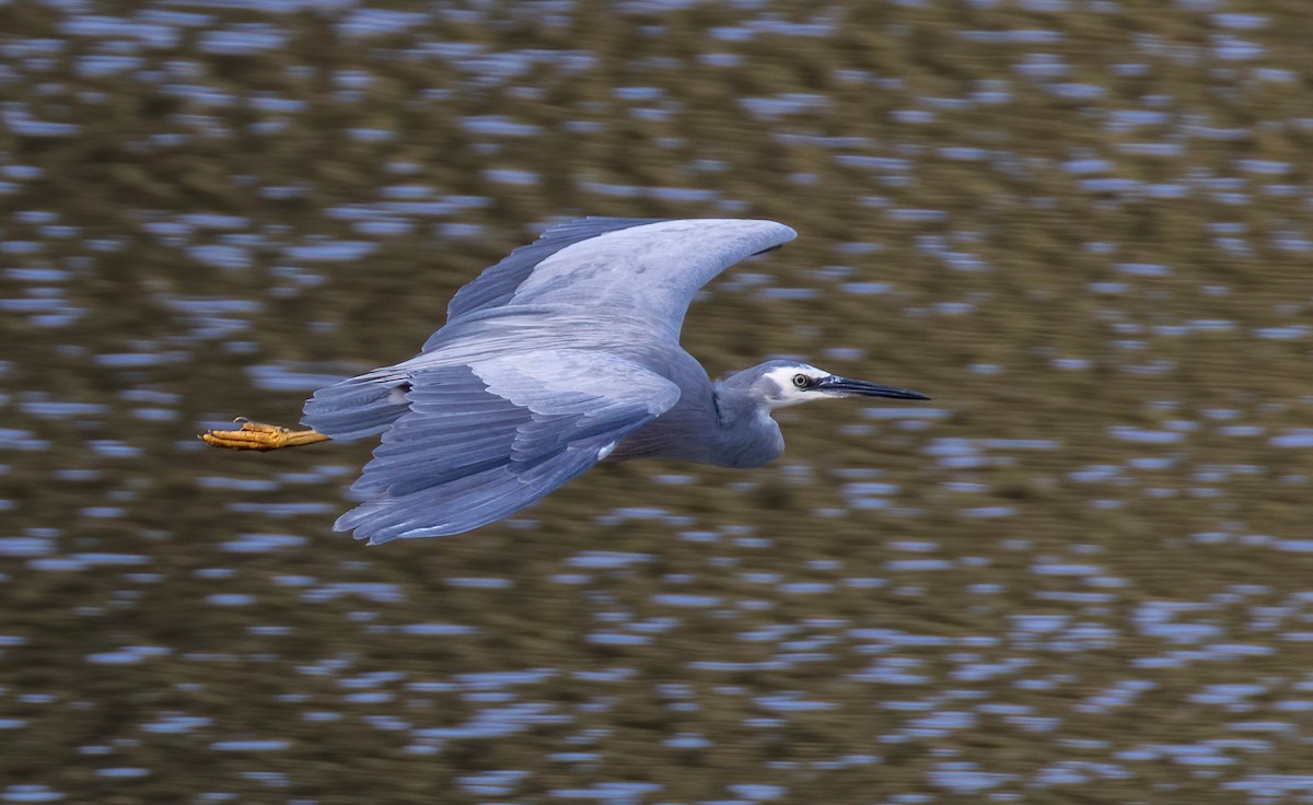 White-faced Heron - ML644790742