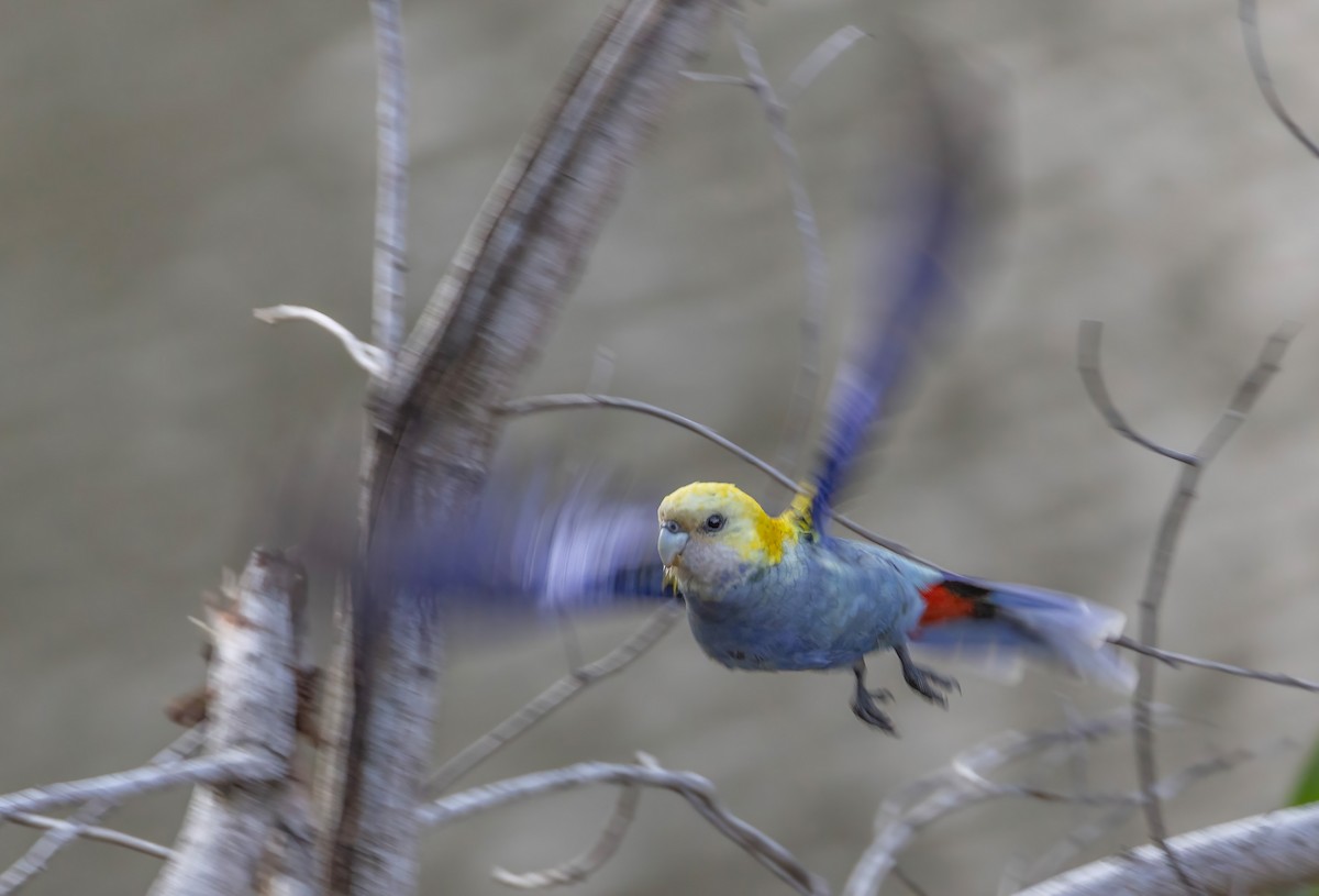 Pale-headed Rosella - ML644790743