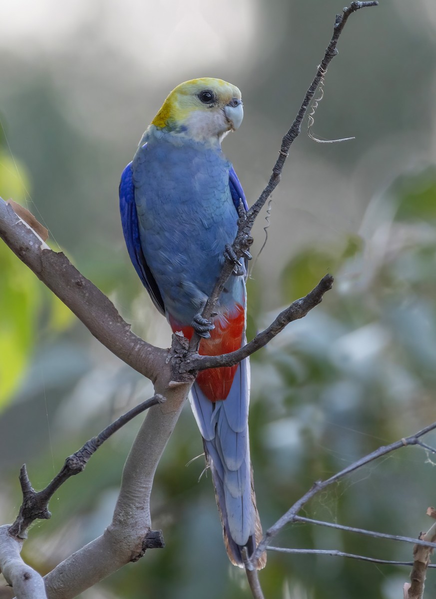 Pale-headed Rosella - ML644790744