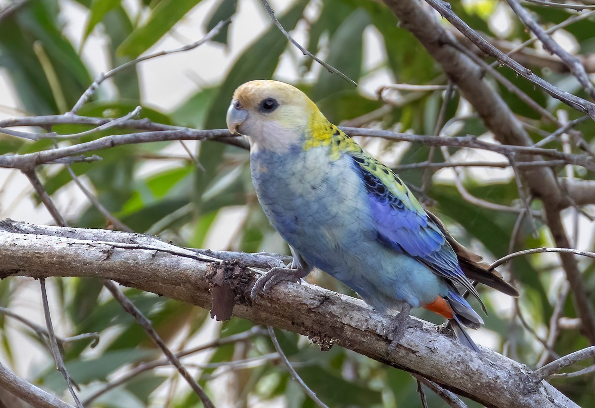 Pale-headed Rosella - ML644790745