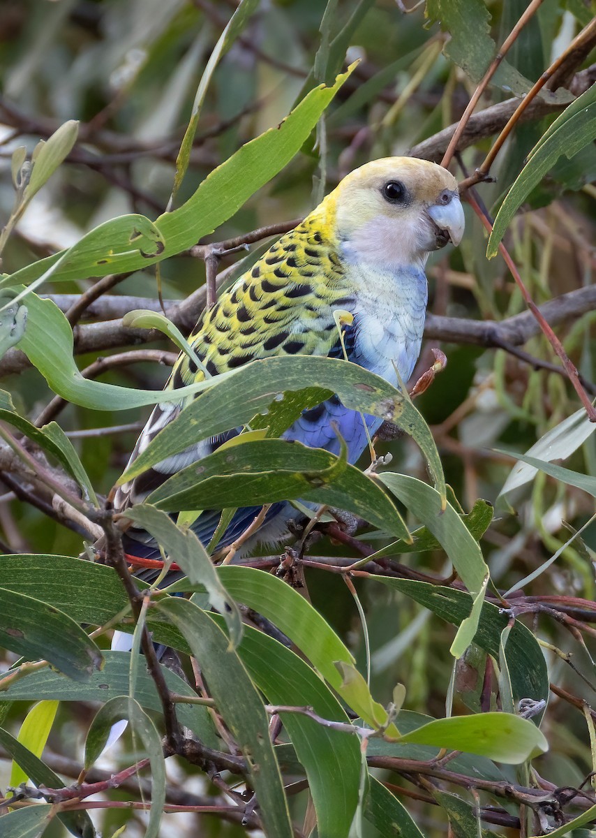 Pale-headed Rosella - ML644790746