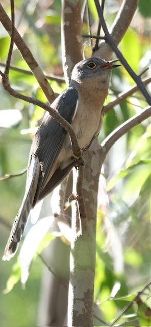 Fan-tailed Cuckoo - ML644790747