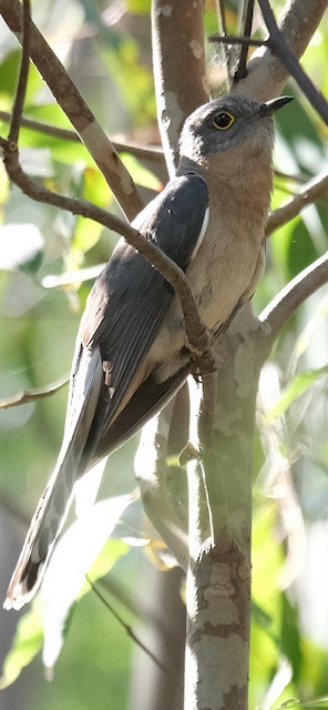 Fan-tailed Cuckoo - ML644790748