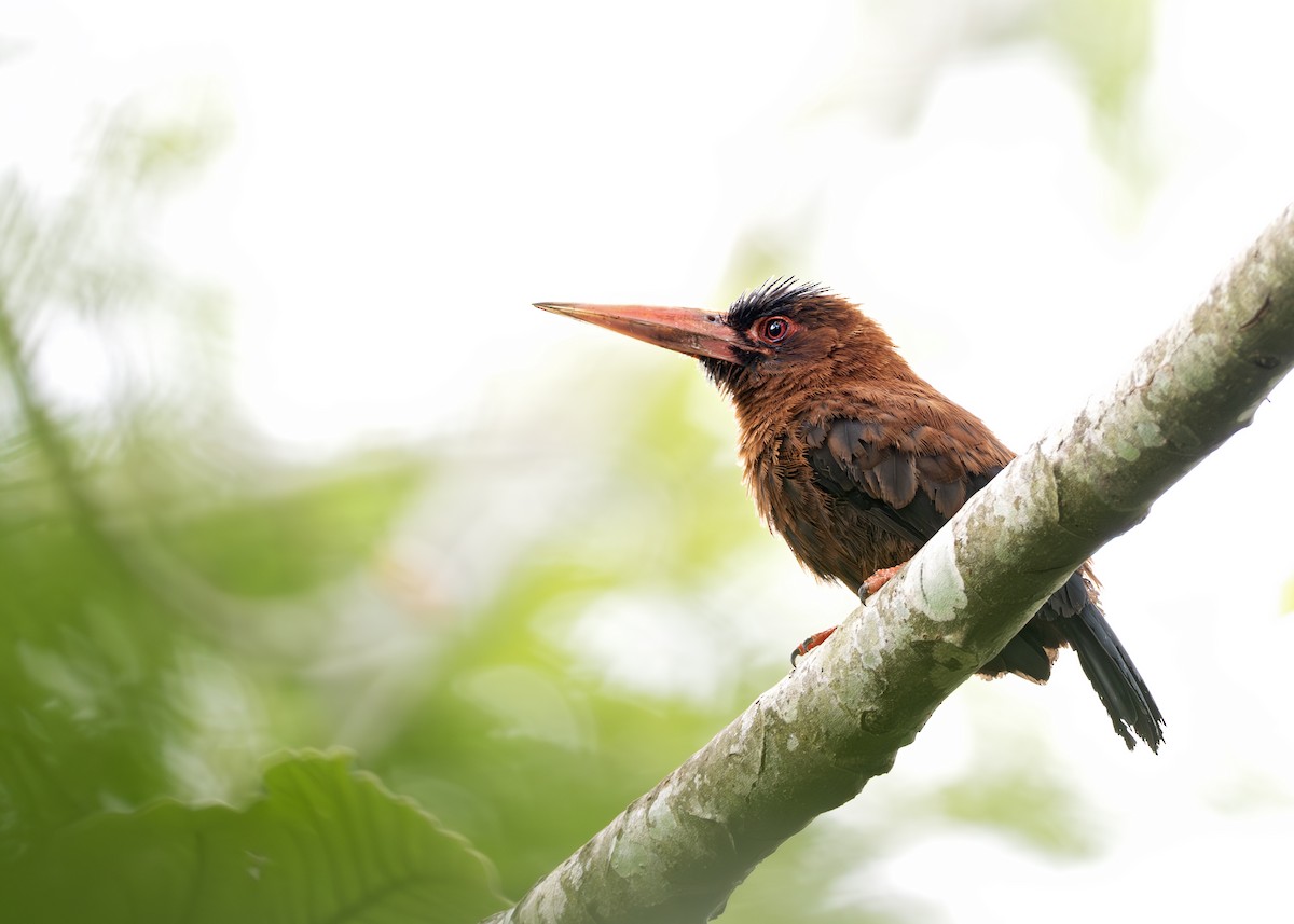 Purus Jacamar - ML644790750
