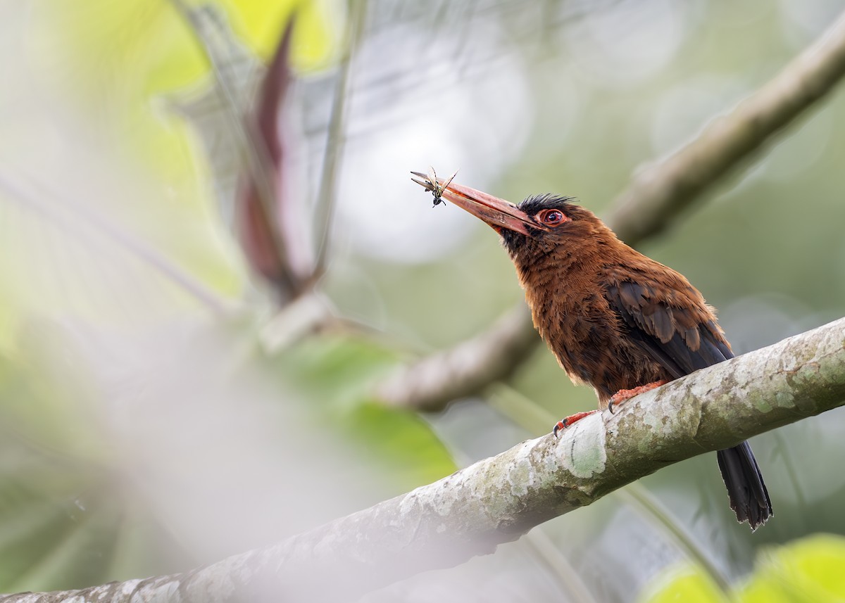 Purus Jacamar - ML644790751