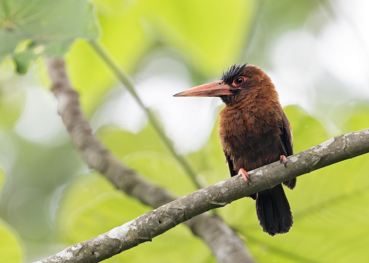 Purus Jacamar - ML644790752