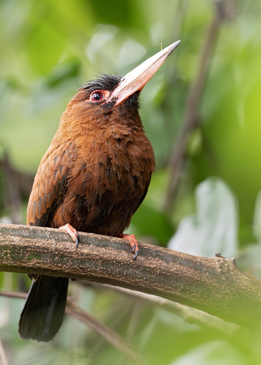 Purus Jacamar - ML644790753