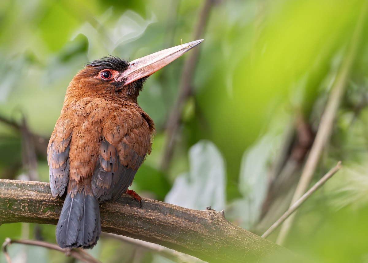 Purus Jacamar - ML644790754