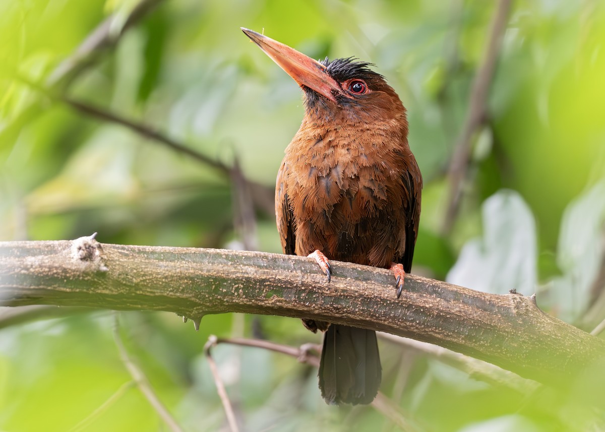 Purus Jacamar - ML644790755