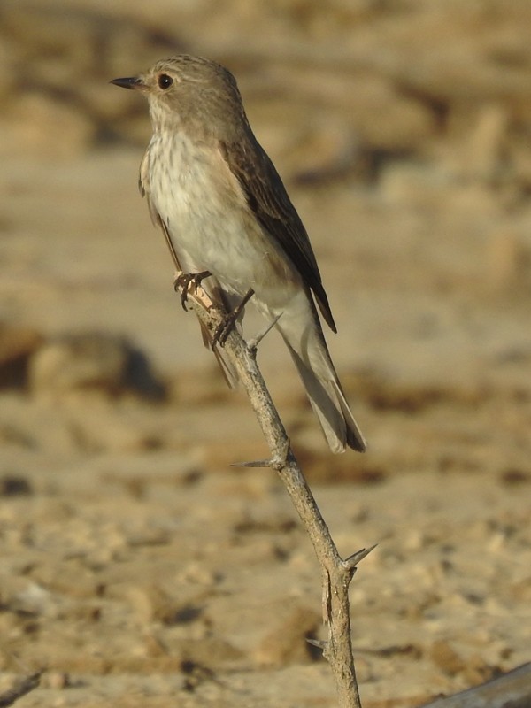 Spotted Flycatcher - ML644790779