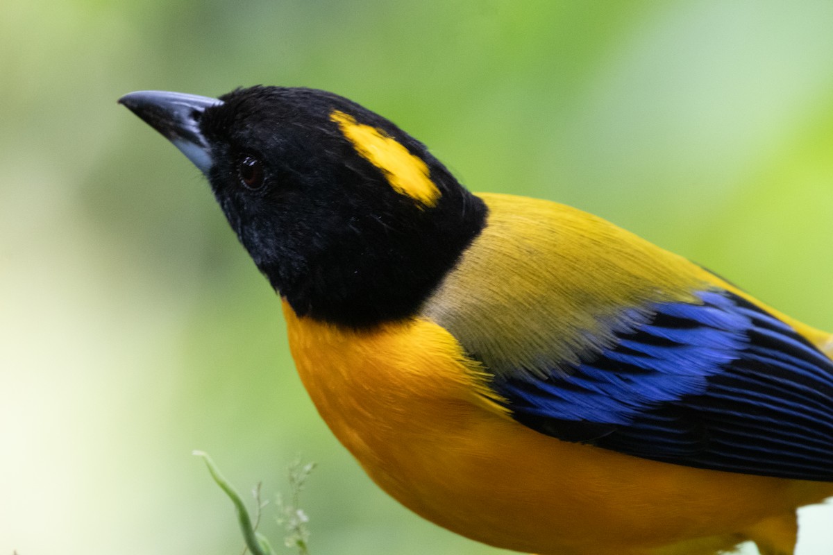 クロアゴヤマフウキンチョウ - ML644790784