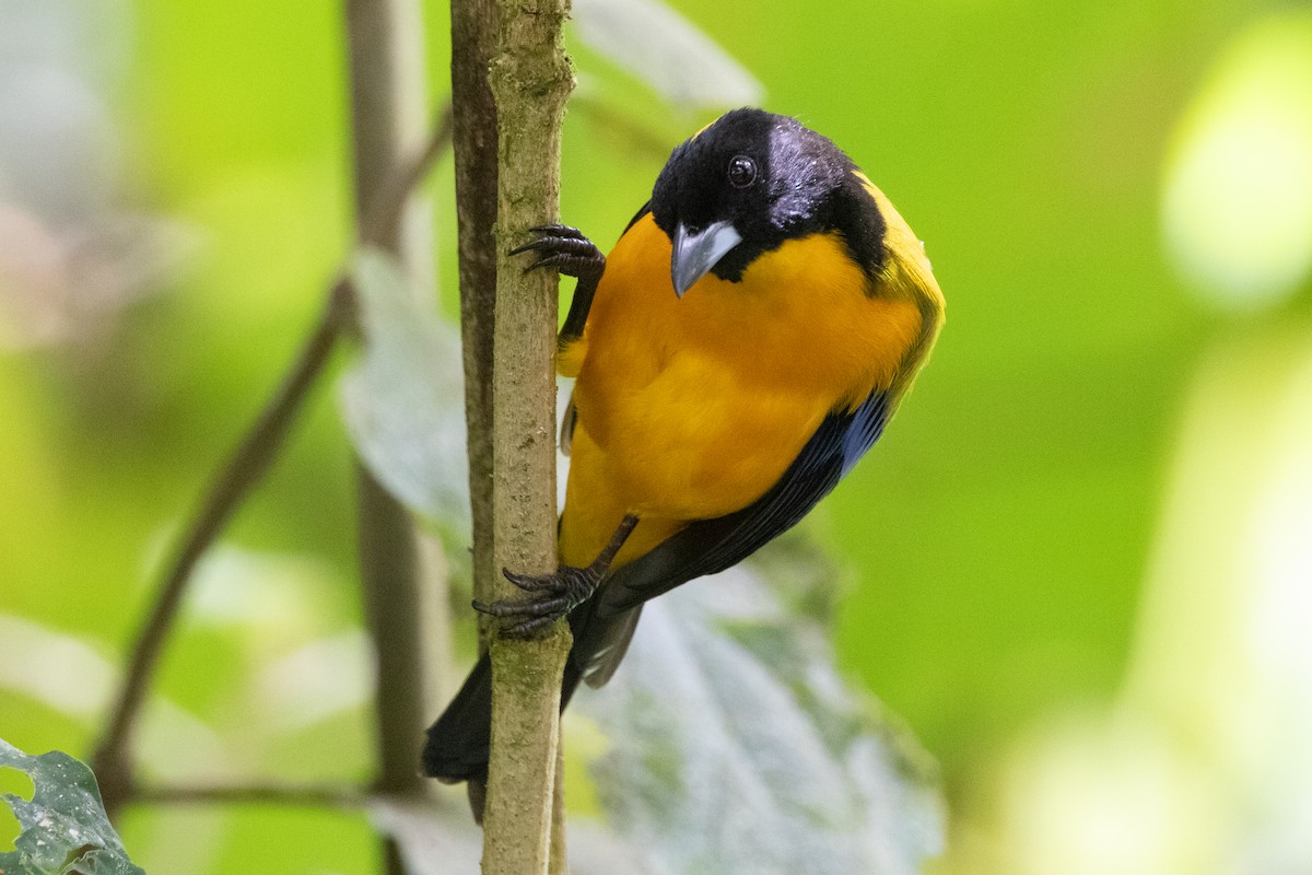 クロアゴヤマフウキンチョウ - ML644790785