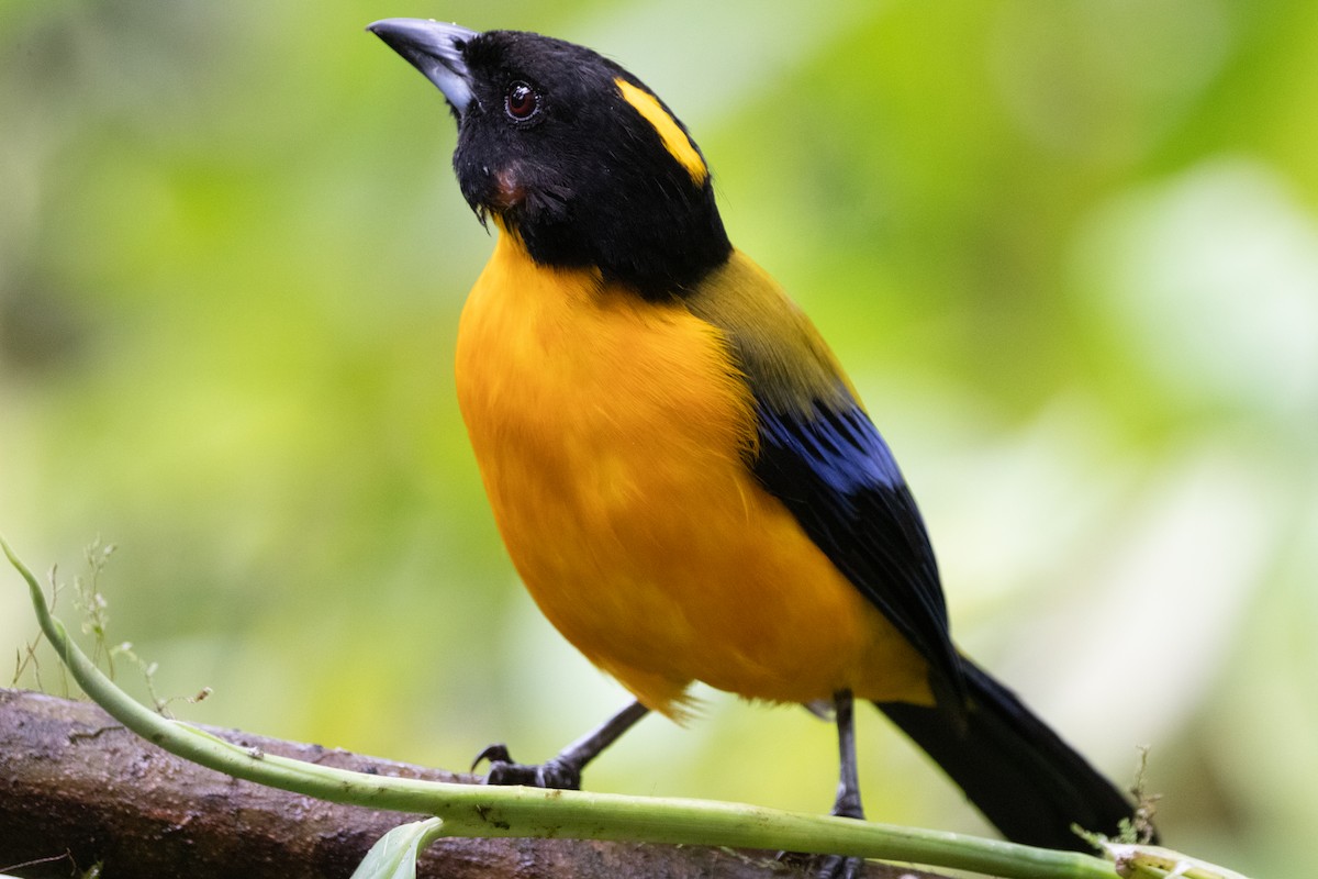 クロアゴヤマフウキンチョウ - ML644790786